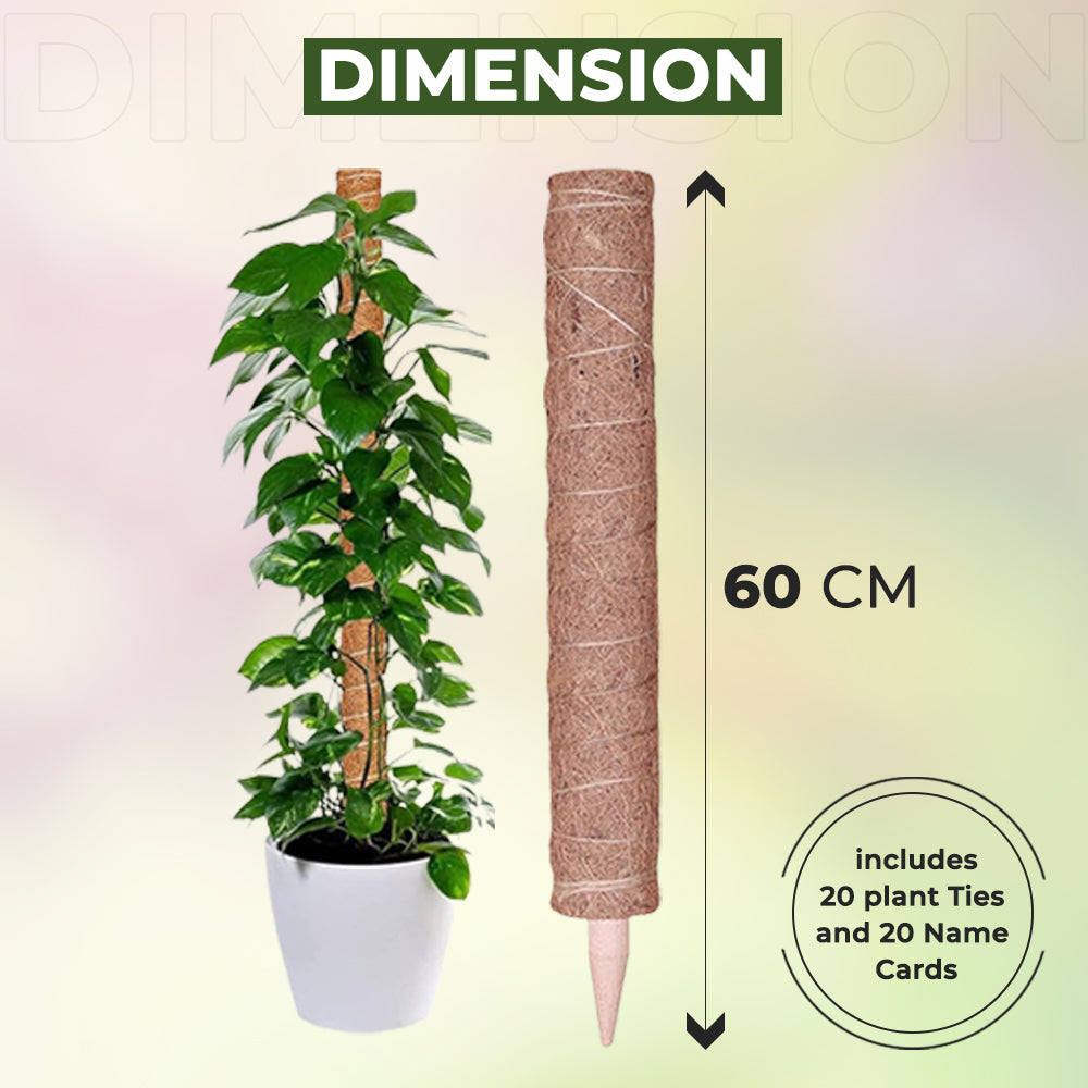 Dimension of 60 CM Moss Pole