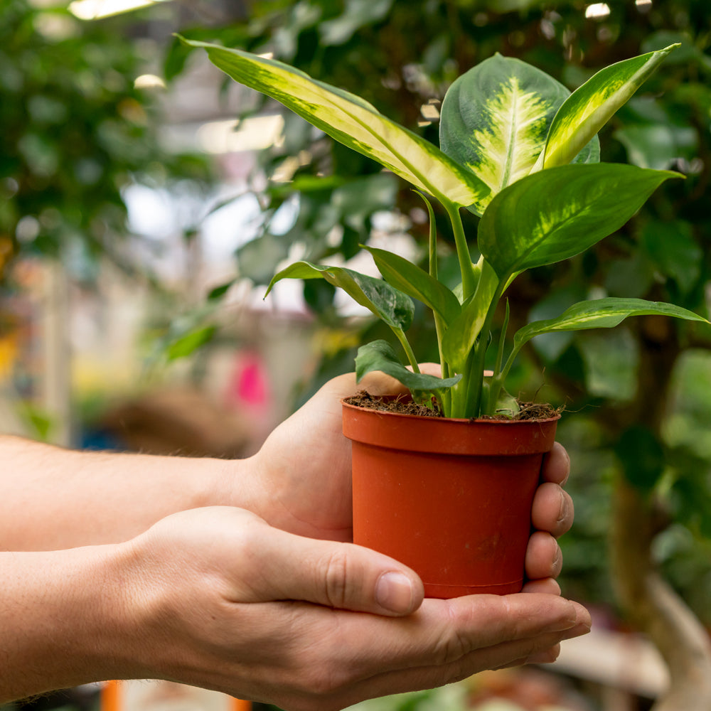 plant pots