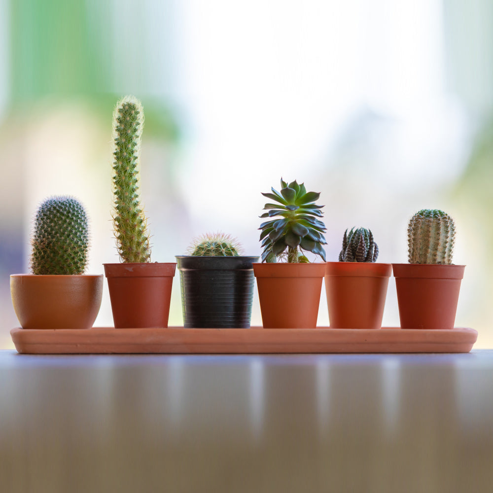 Plastic Planters