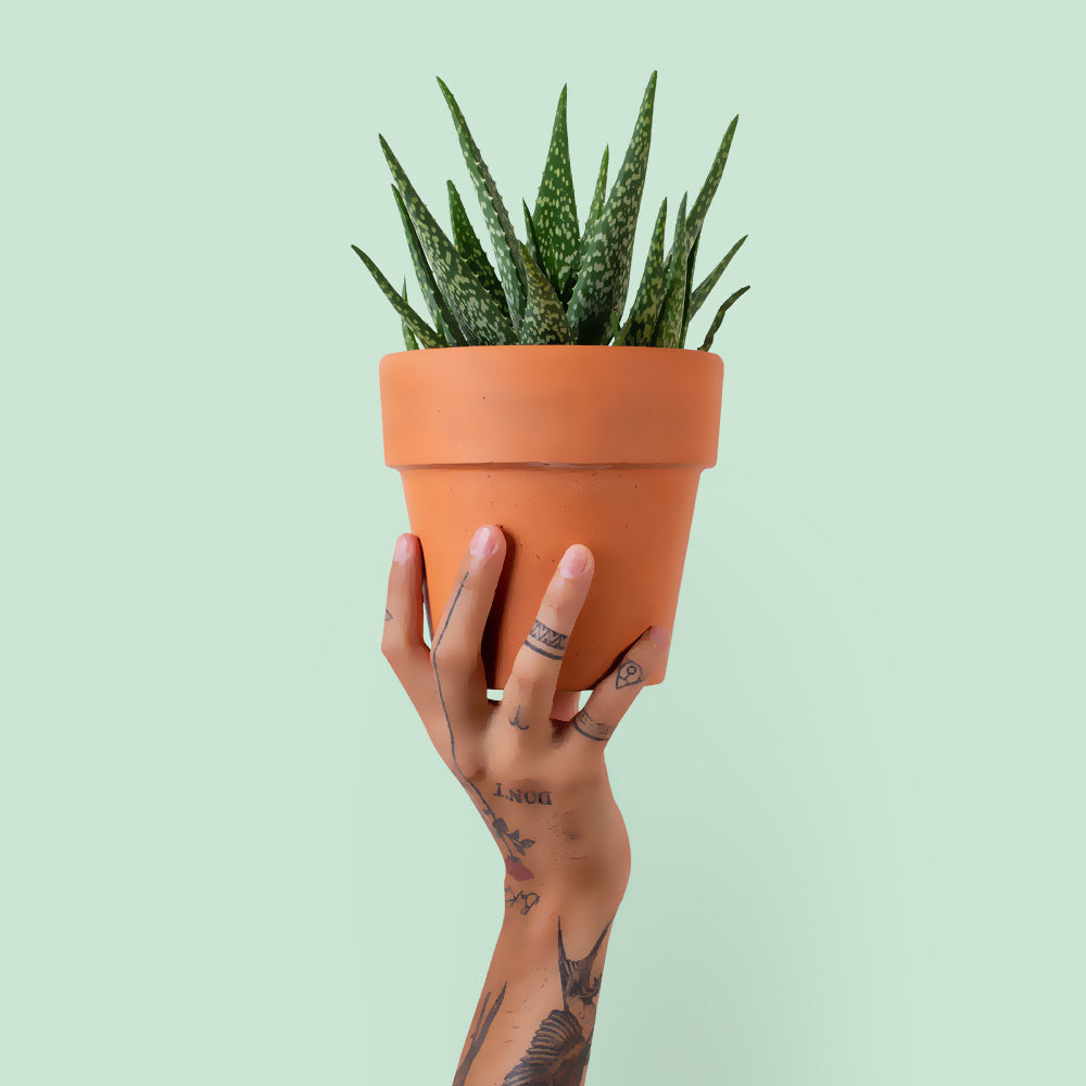 plant pots