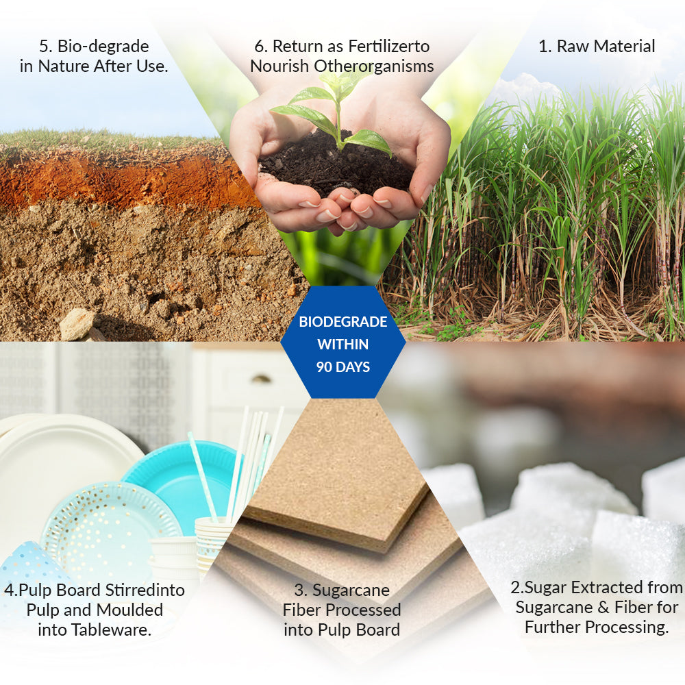 Disposable Bagasse Plates