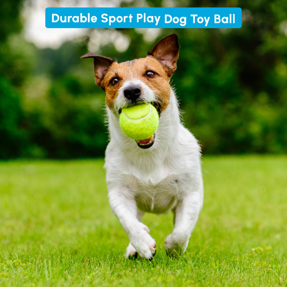 Dog tennis balls